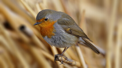 robin bir d perching on a branch
