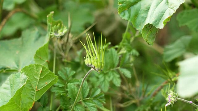 Common stork's-bill plant close up. Erodium cicutarium