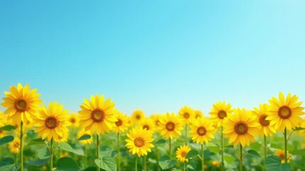 Fototapeta premium Vibrant Yellow Sunflowers Blooming Under a Clear Summer Sky, a Serene Pastoral Scene of Nature's Beauty