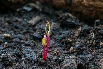 Rote Bete sprie&szlig;t aus der Erde