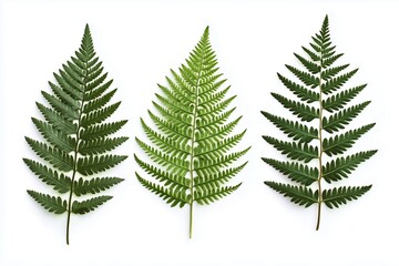 Obraz premium Three vibrant fern leaves isolated on white background