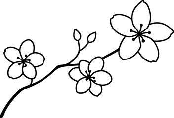 cherry blossom sketch white background 