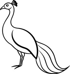 peacock sketch white background art