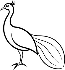 peacock sketch white background art