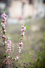 Fototapeta premium Spring Awakening – Soft Pink Blossoms in a Natural Landscape
