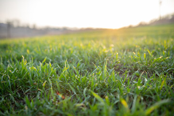 Green field at sunset background