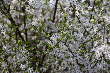 Spring Blossoms – Delicate White Flowers on a Tree Branch in Bloom