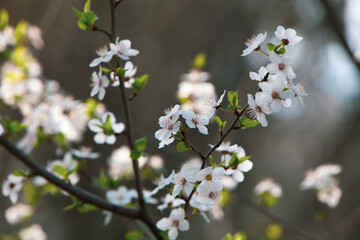 Spring Blossoms – Delicate White Flowers on a Tree Branch in Bloom