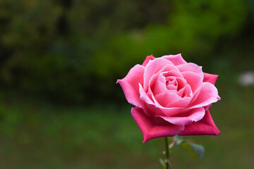 ピンクのばら