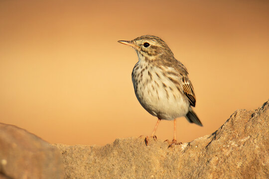 Berthelot's pipit (Anthus berthelotii), with a beautiful orange coloured background. Colourful songbird with yellow feathers sitting on the rock in desert. Wildlife scene from nature, Tenerife, Spain