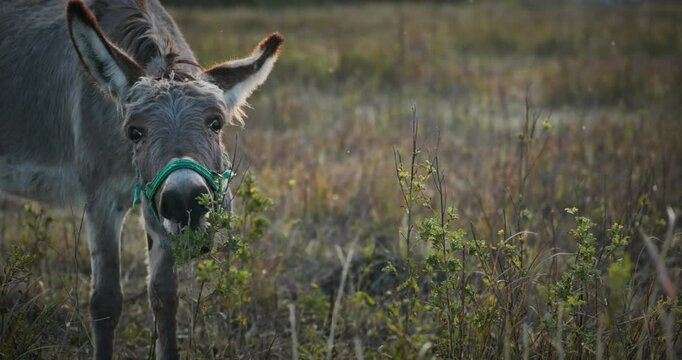 Donkey Grazing Grass on the Pasture. Country Rural Evening Scene. 4K 10-bit