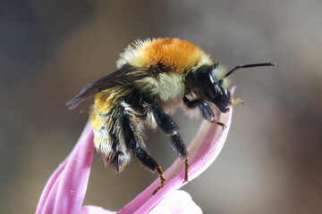 European Common Carder Bumble bee (Bombus pascuorum)