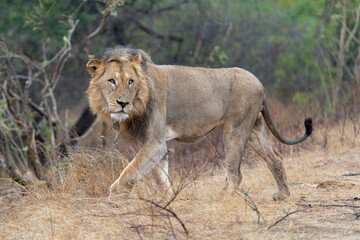 Dominant male lion hanging around in the Kruger National Park in South Africa