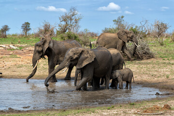 Fototapeta premium Elephant herd moving around for food and water in the Kruger National Park in South Africa