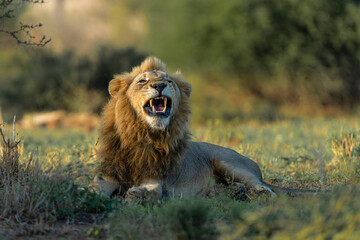 Dominant male lion hanging around in the Kruger National Park in South Africa