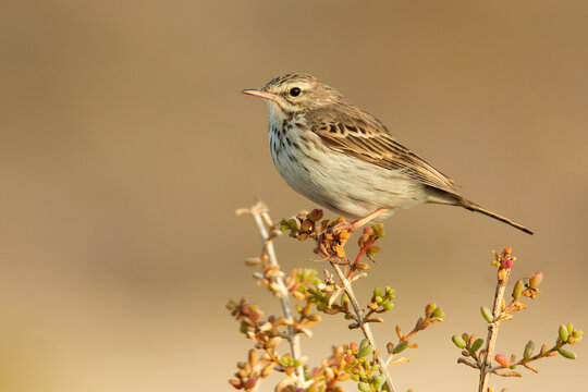 Berthelot's pipit (Anthus berthelotii), with a beautiful orange coloured background. Colourful songbird with yellow feathers sitting on the rock in desert. Wildlife scene from nature, Tenerife, Spain