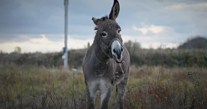 Donkey Grazing Grass on the Pasture. Country Rural Evening Scene. 4K 10-bit