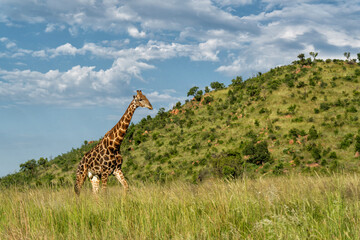 Fototapeta premium Male giraffe standing in the green grass in the green season with a beautiful sky between the mountains of Pilanesberg National Park in South Africa