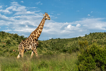 Fototapeta premium Male giraffe standing in the green grass in the green season with a beautiful sky between the mountains of Pilanesberg National Park in South Africa