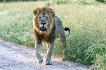 Dominant male lion hanging around in the Kruger National Park in South Africa
