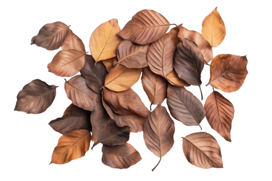 pile of dry autumn leaves isolated on transparent white background