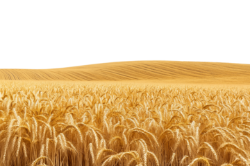 vast field of golden wheat swaying gently in wind isolated on transparent white background