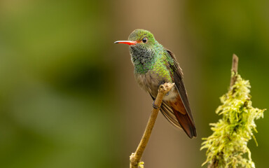  Fahlschwanzkolibri (Boissonneaua flavescens)