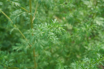 Artemisia annua plant 
