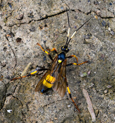Large yellow black ichneumon wasp with long antennae, wings and legs standing on a grey stone