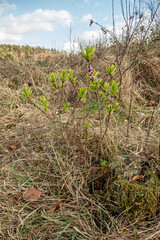Die ersten grünen Blätter und rote Blüten des Seidelbast in der Natur