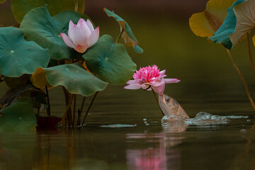 Carp playing among the lotus leaves