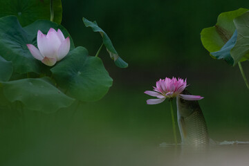 Carp playing among the lotus leaves