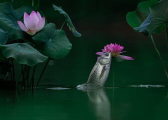 Carp playing among the lotus leaves