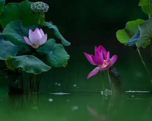 Carp playing among the lotus leaves