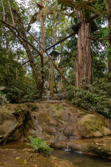 Fototapeta premium river in the forest