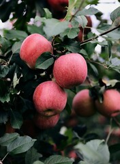 Ripe Red Apples on Tree Branch