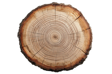 detailed cross-section of tree trunk isolated on transparent white background