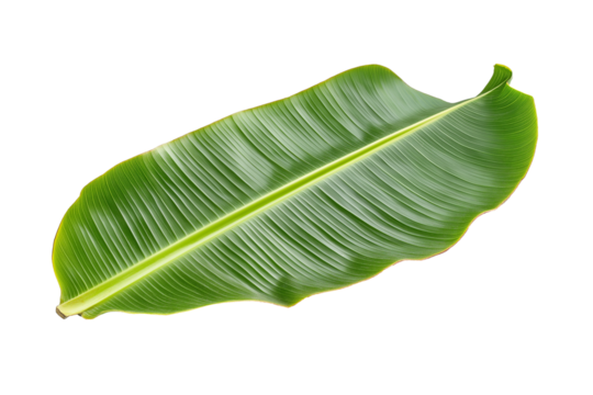 vibrant green banana leaf isolated on transparent white background