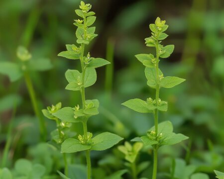 Thlaspi Arvense: A Medicinal Plant Growing Wild in Nature