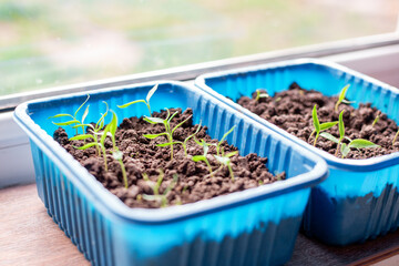 Tomato seedlings in a container with soil on a windowsill in a house on a spring day. Growing vegetables using seedlings