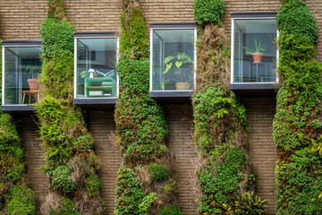 Windows and the wall of modern sustainable building, various climber plants growing on the wall,...