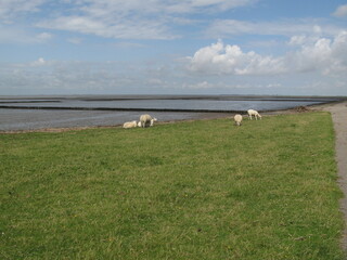 Schafe auf Deich an der Nordseeküste