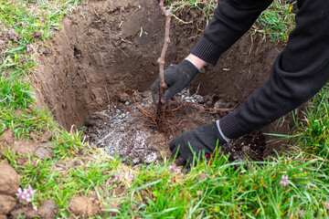 A gardener plants a fruit tree sapling with roots in a dug hole. Planting saplings and growing a garden