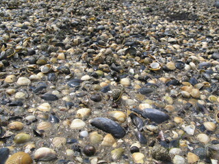 Muscheln im Wattenmeer der Nordsee
