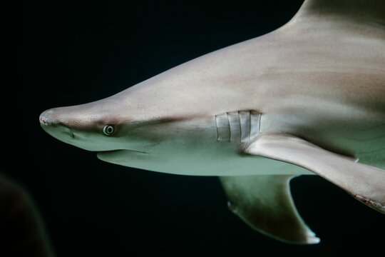 Close-up of a shark in dark ocean waters.