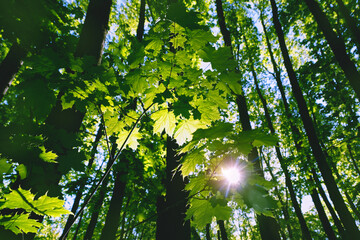 maple crown trees, bottom up view. bright green young foliage in maple forest, abstract nature background. sunny spring summer season landscape