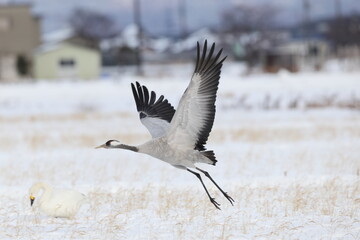 The common crane (Grus grus), also known as the Eurasian crane, is a bird of the family Gruidae, the cranes. This photo was taken in Japan.