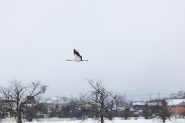 The common crane (Grus grus), also known as the Eurasian crane, is a bird of the family Gruidae, the cranes. This photo was taken in Japan.