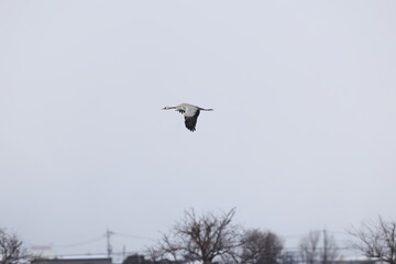 The common crane (Grus grus), also known as the Eurasian crane, is a bird of the family Gruidae,...
