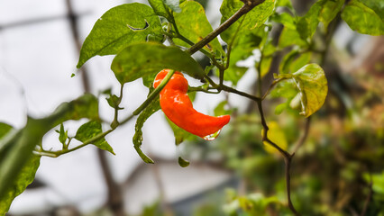 fresh bird’s eye chilies (cabe rawit), small but extremely spicy peppers commonly used in Asian and tropical cuisines. 